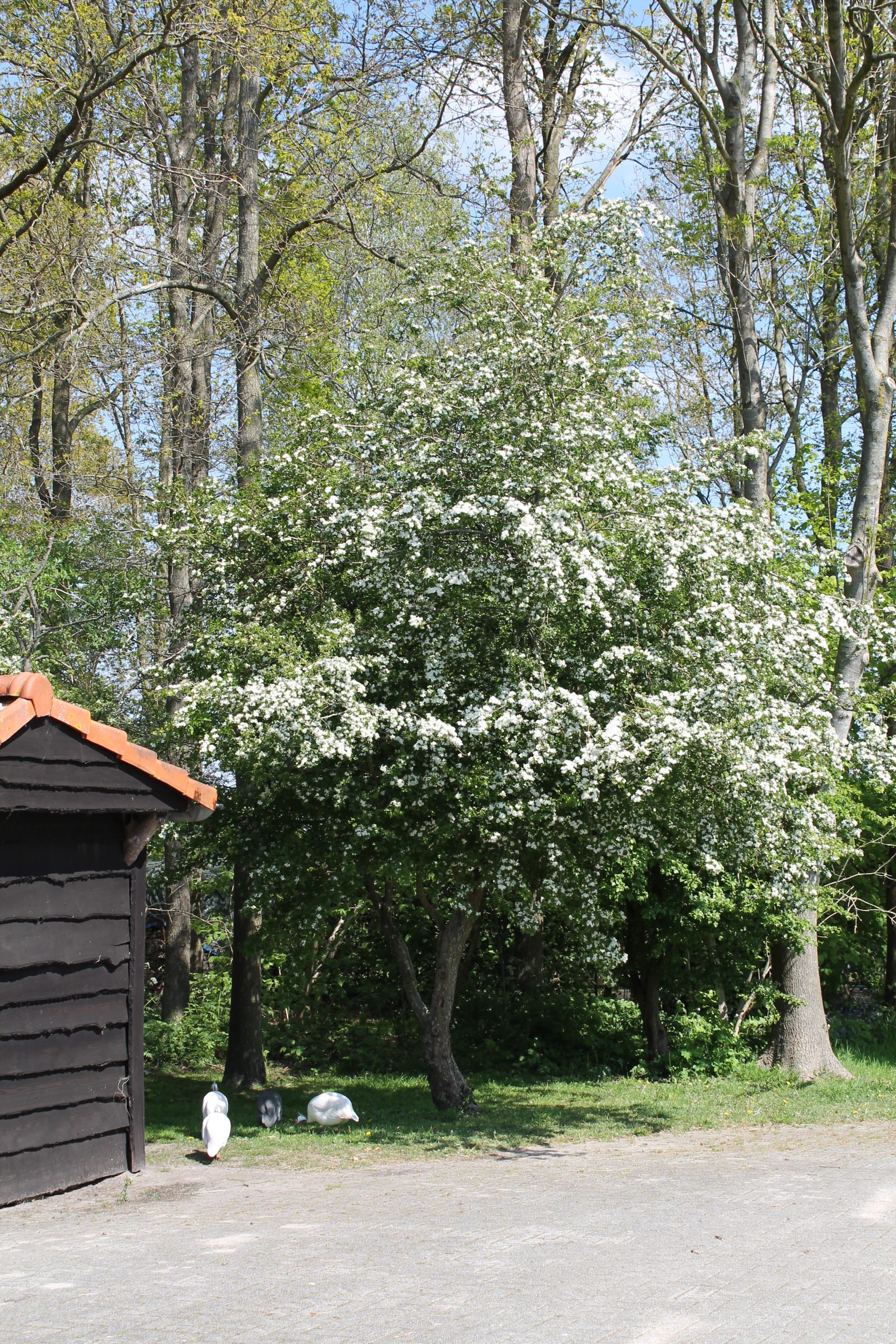 Natuur op De Flint